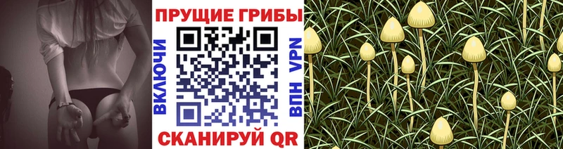 МЕГА ТОР  Лермонтов  Псилоцибиновые грибы Psilocybine cubensis 